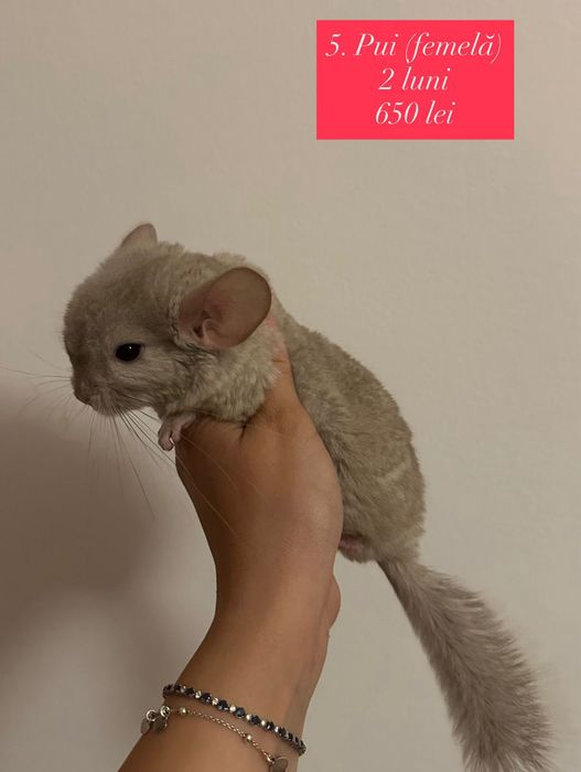 Chinchila/Cincila/Șinșila/Chinchilla