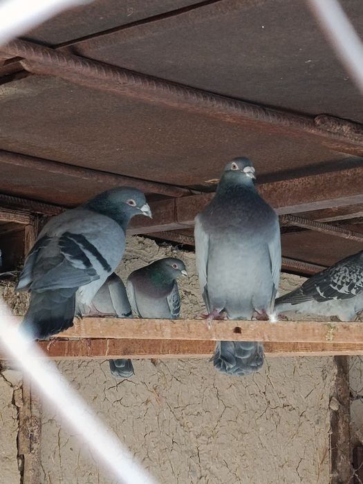 Продам голубей спортивных