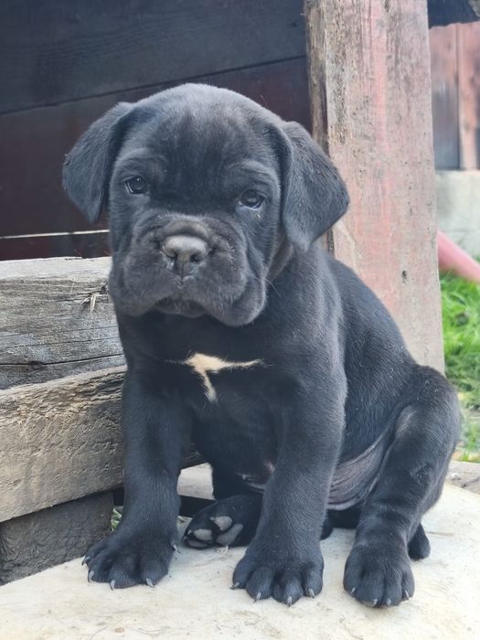Vand pui cane corso