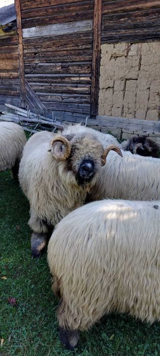 Berbec de vânzare