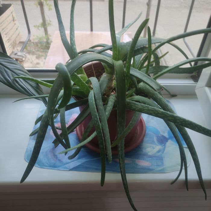 Алоэ-Вера цветок