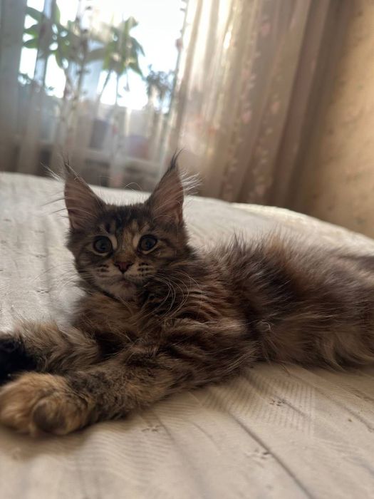 Ласковая девочка Мейнкун