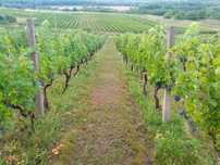 Vând struguri de vin productie 2025 - Halmeu Vii