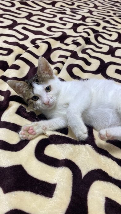 Pisicuta isi cauta o familie iubitoare!