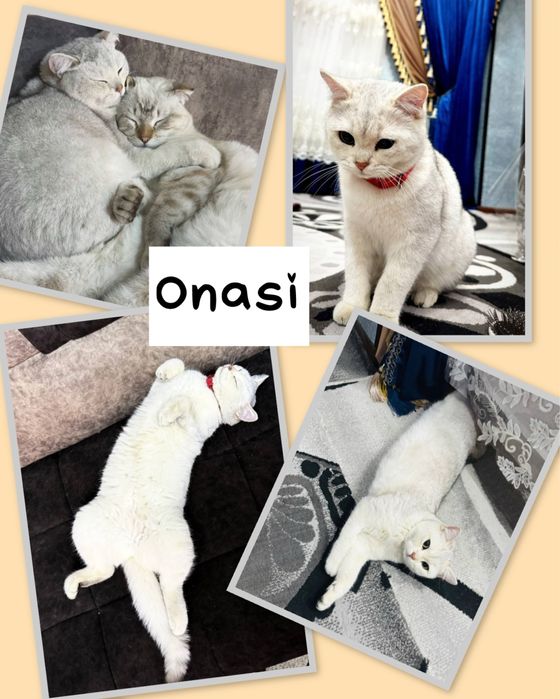 britan Shinshilla bolasi scottish