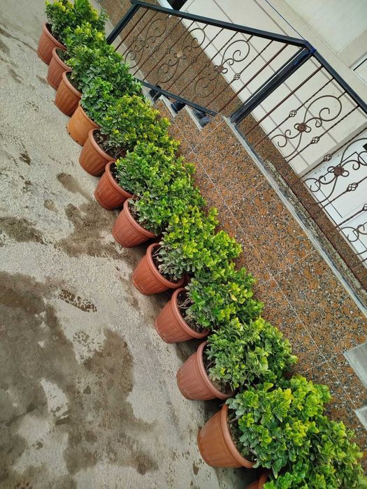 India 1skleti 25dona