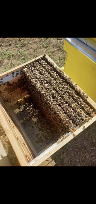 Продовам Бйо пчелни отводки