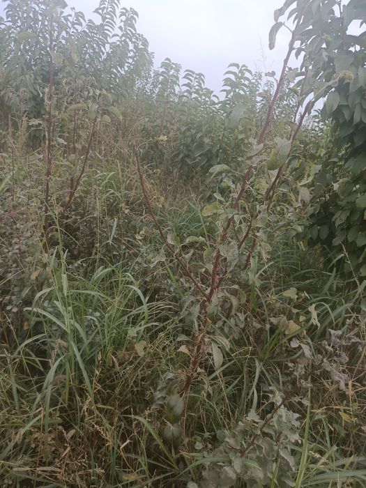 Nixollar  mevali koʻchatlar kafolati bor sorti kafolatlanadi