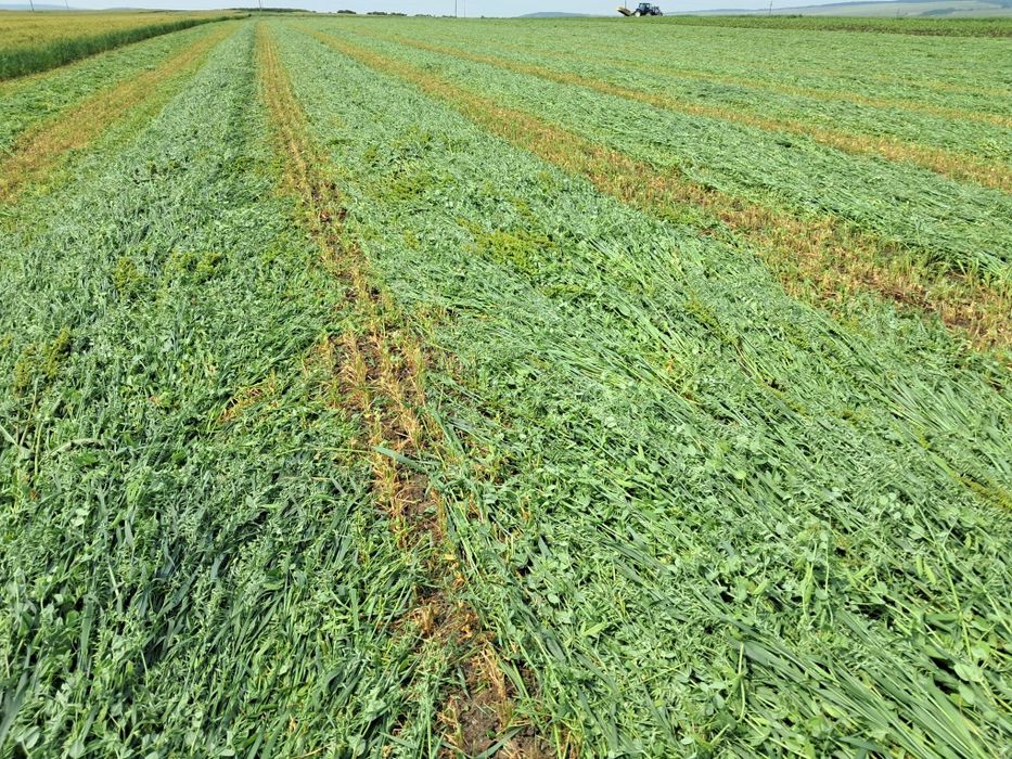 Baloti infoliati de lucernă, ovaz+mazare, orz si baloti de fân