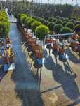 Plante decorative Ornamentale de diferite specii