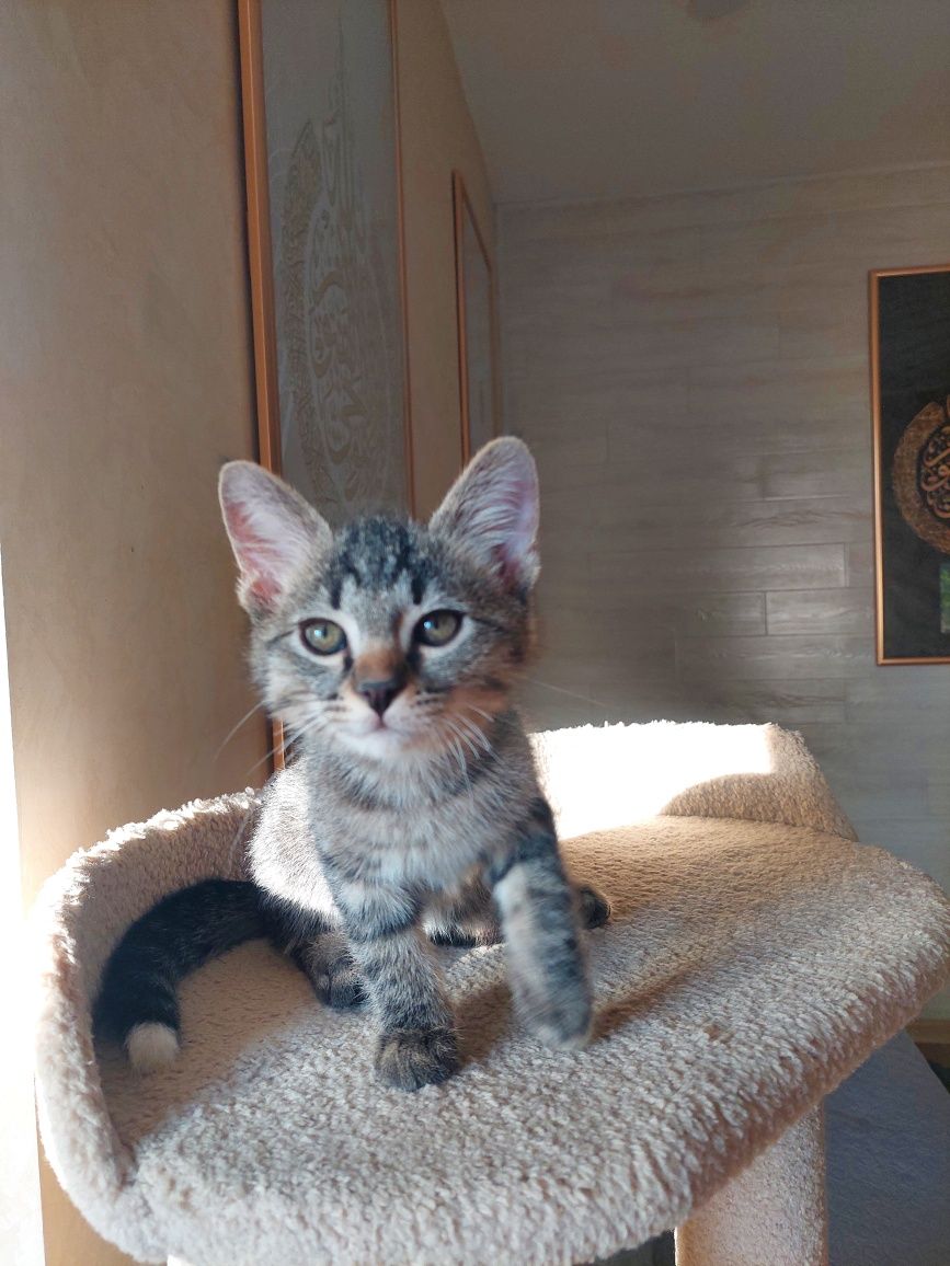 Котёнок мальчик Ташкент