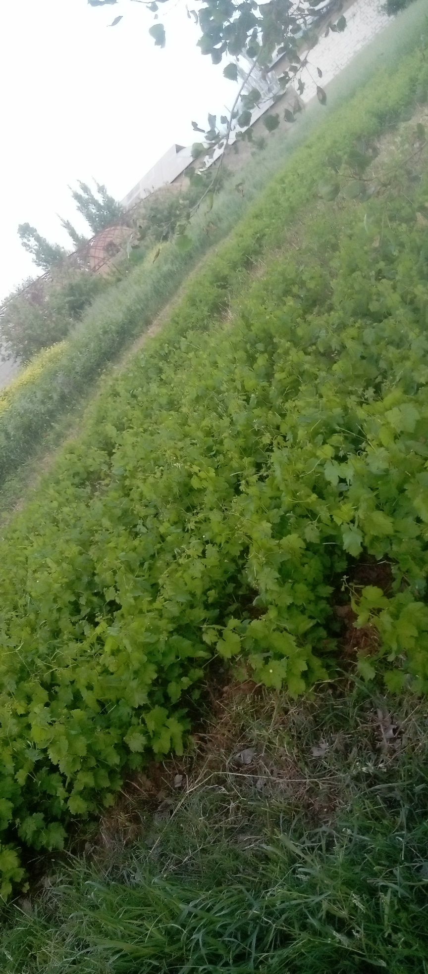 Karliko yongʻoq tok nixollari