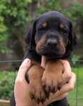 Pui doberman rasă pură