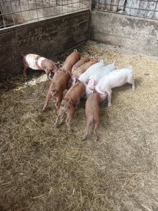 Vând miel  de 2 luni
