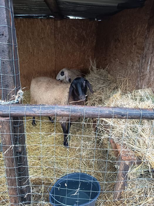 Oi de vânzare de anul asta