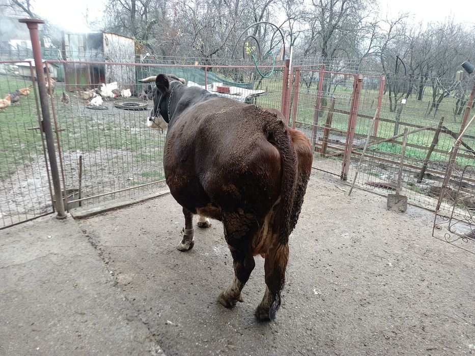 Vind vacă brună românească