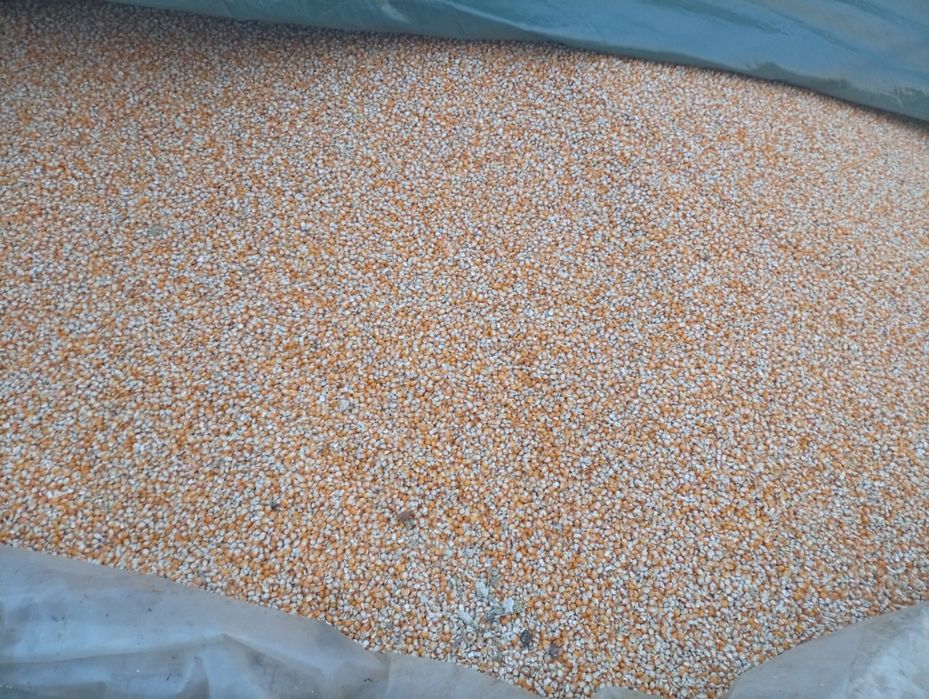 Vând grăunte pentru mălai