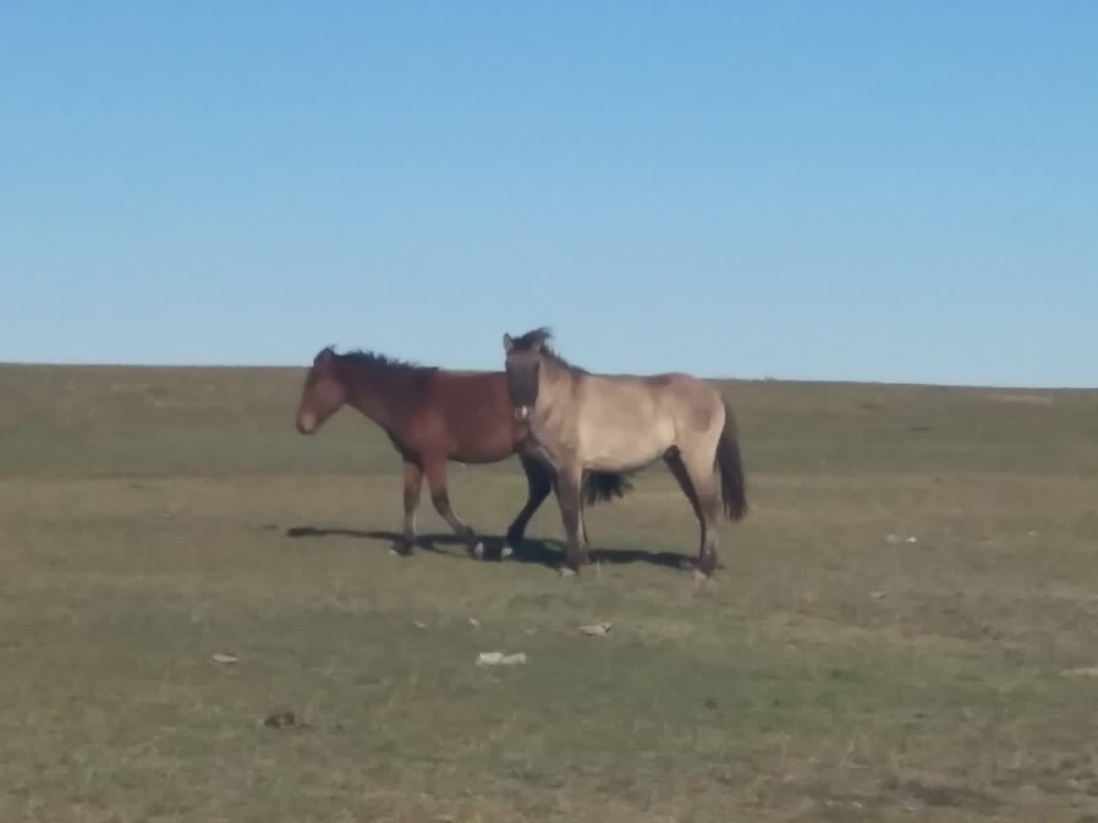 Продам лошадей. Кунандар