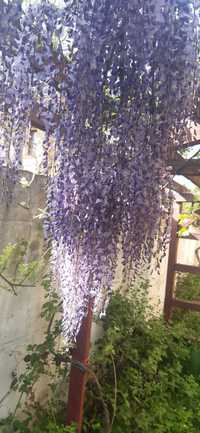 Glicina mov, Wisteria Sinensis,   set de 4 butasi inradacinati