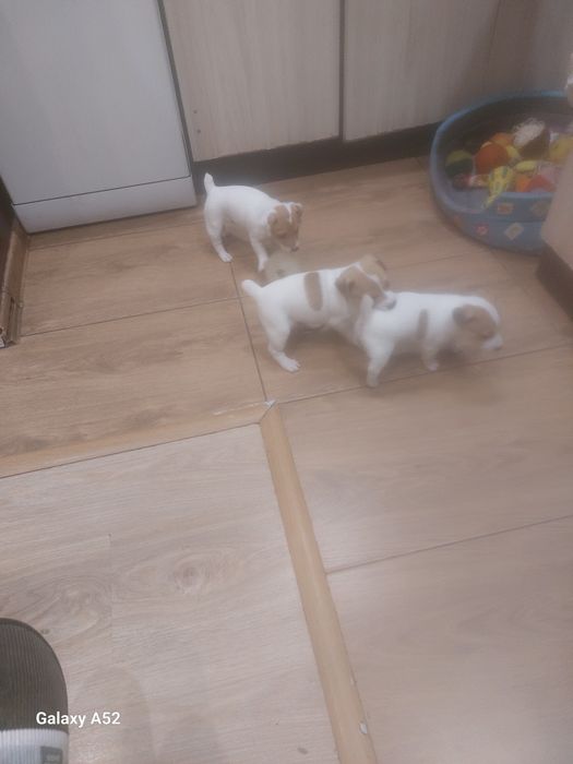 Продавам Джак-ръсели на първа ваксина