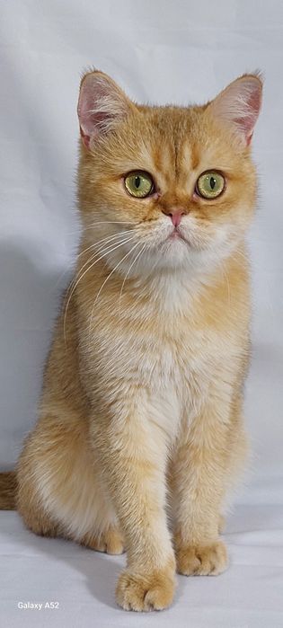 Продаётся  мальчик  очень  сладкий  и ласковый  породы  британский