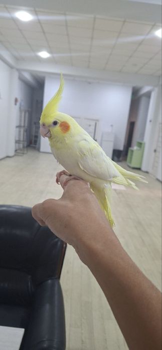 Korella toti qush ruchnoy sotiladi