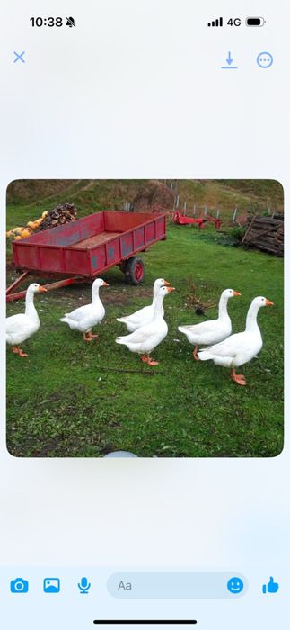 Vand gaste 200 de lei bucata