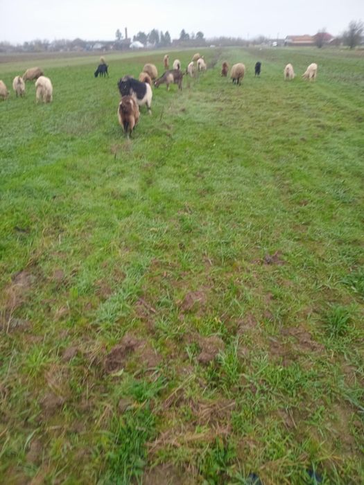 Vand 20 capre……..