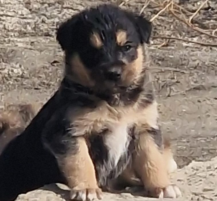 Овчарка в Атырау