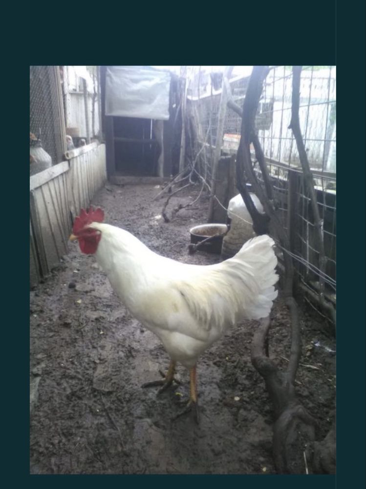 Gaini de rasa, pauni Spalding,cocosi albi, gaini tara, oua pt incubat