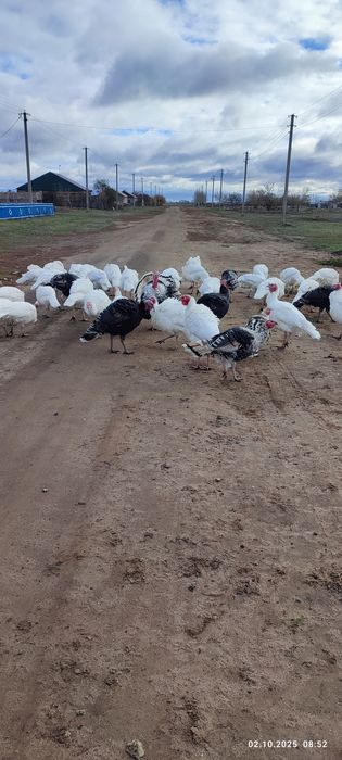 Обменяю индюка на