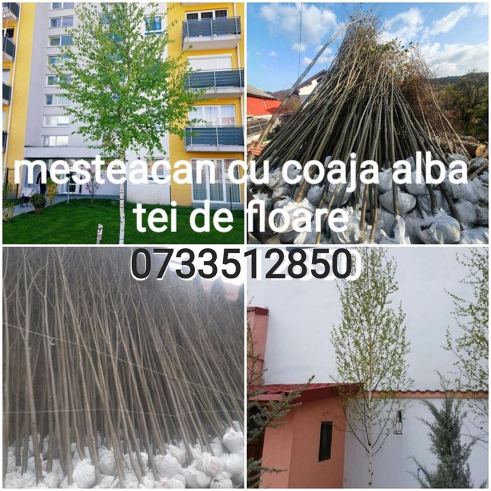 plante ornamentale /mesteacăn/tei de floare/leilandii/brazi /