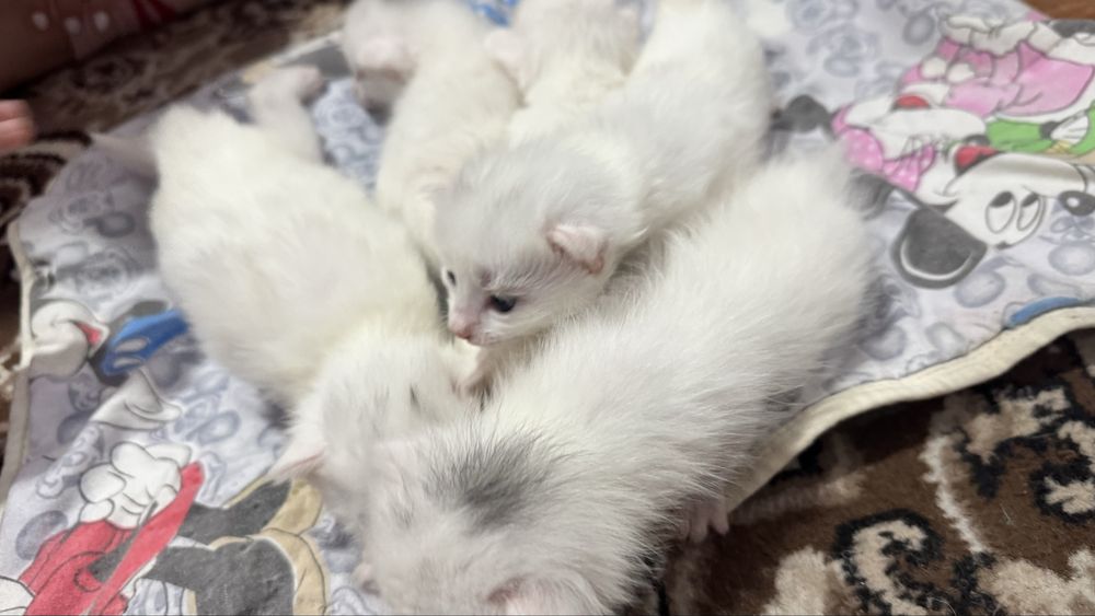 Белые кошки Ок мушукчалар
