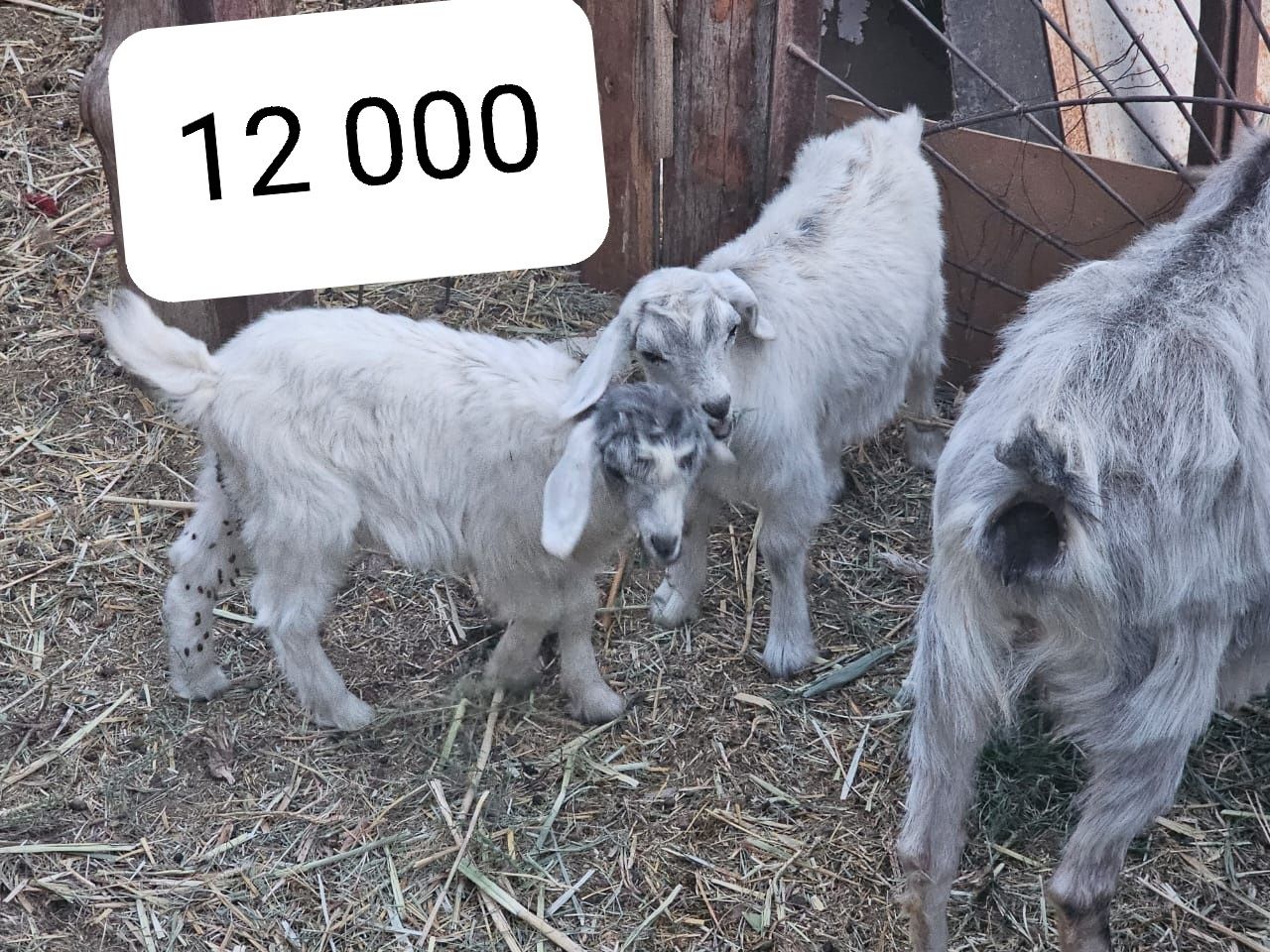Лақтар бар 12 000,ешкілер 30 000