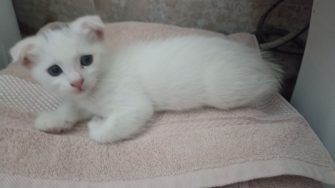 Скоттиш Фолд-Scottish Fold