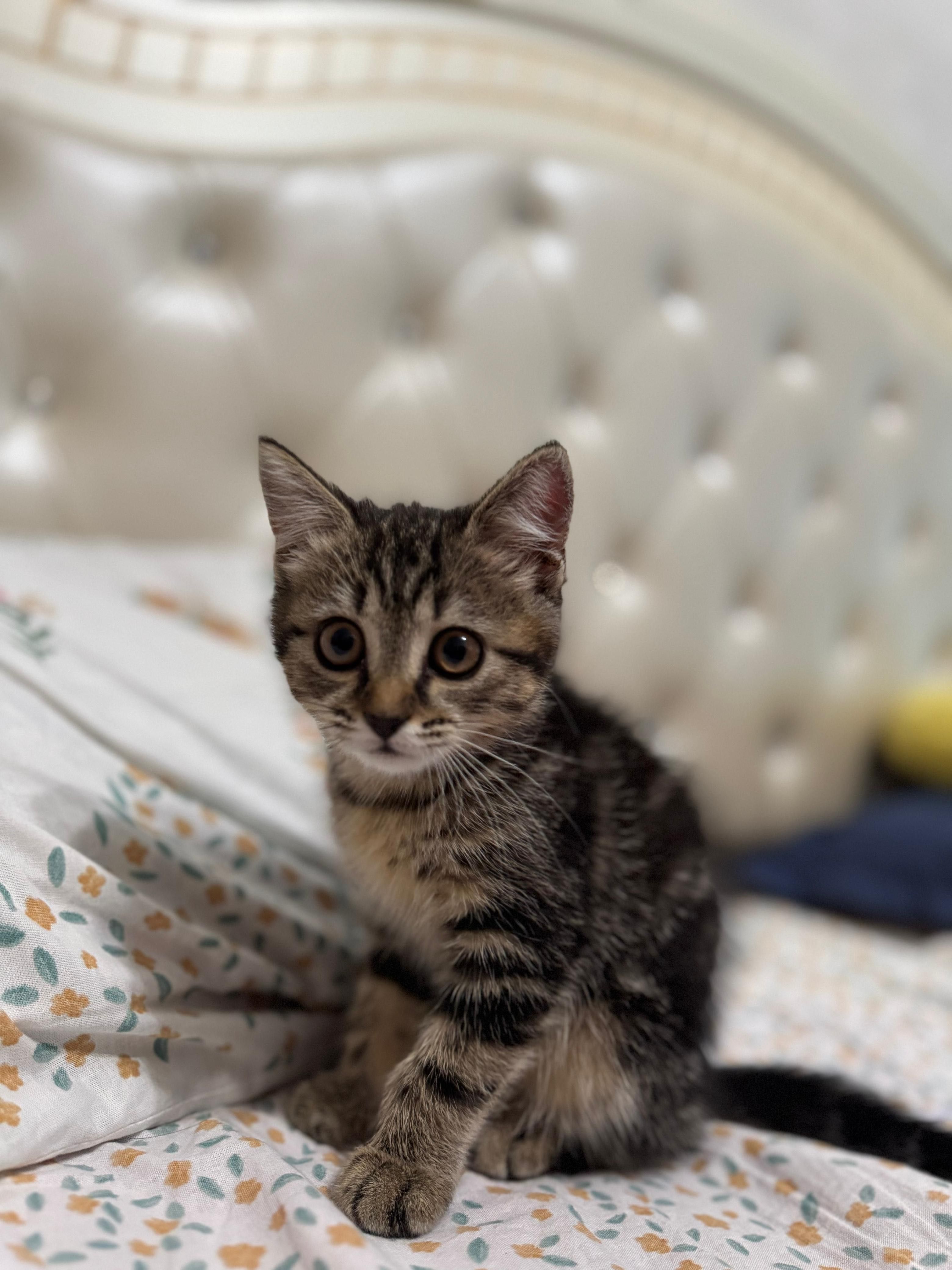 Милые котята ищут дом
