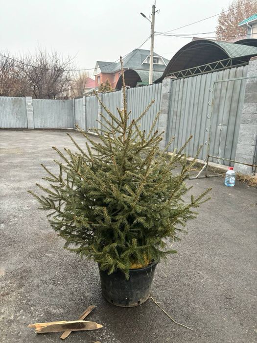 Живые елки с доставкой, новогодние елки, ель живая, купить