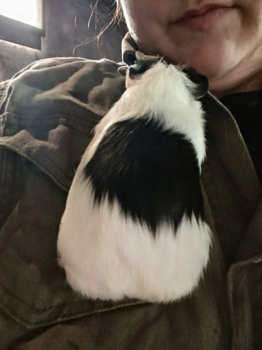 Vând porcușori de guineea pui