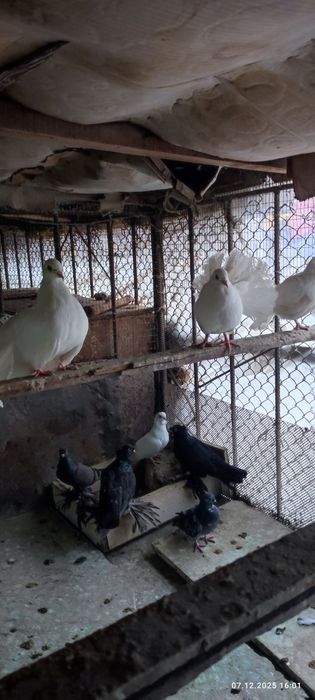 Продаются голуби по 100т