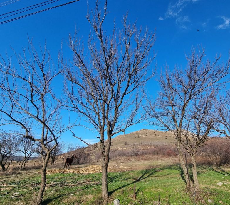 Teren intravilan 1150mp  în  Greci –  Munților Măcin.