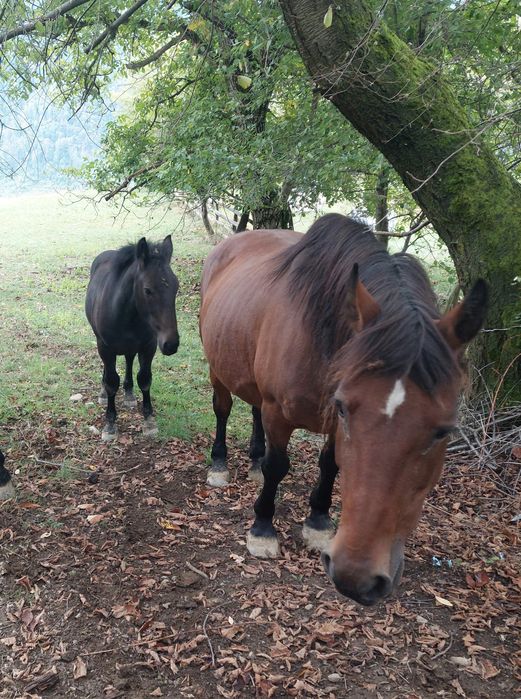Iapă cu mânz de 5 luni