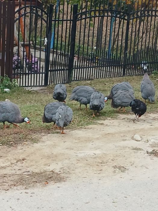 vand masculi de bibilica