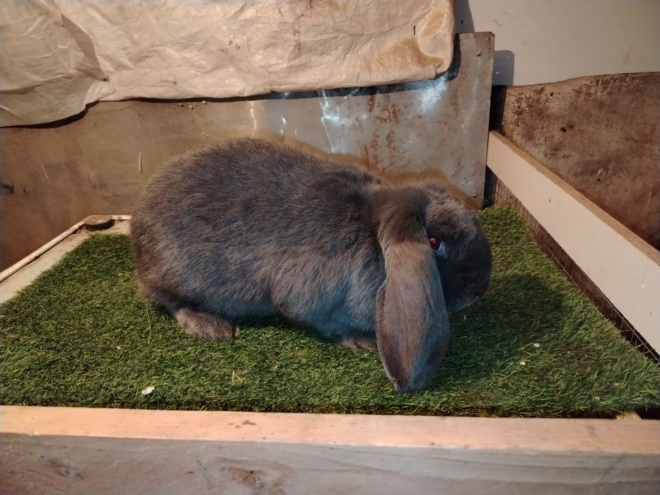 продам 3х самок ФБ