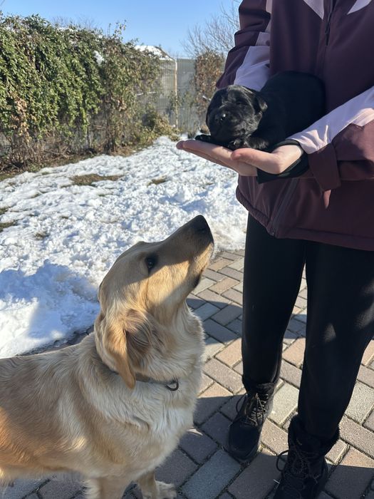pui de adoptat (metis golden retriever