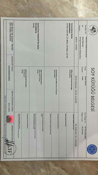 Продава се куче Самбернар