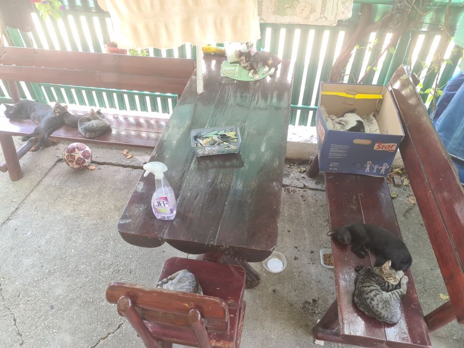 Donez pui de pisică domestică