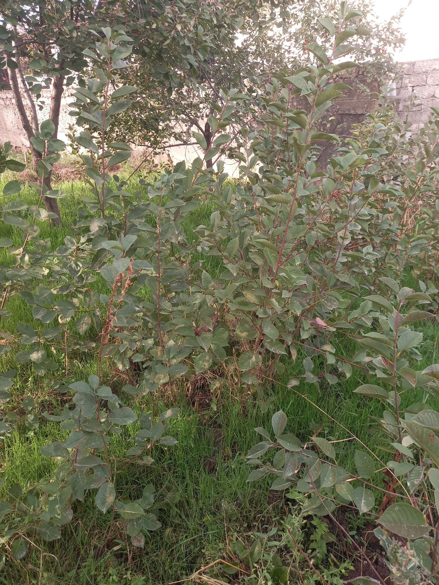 Shiponka olcha nihollari
