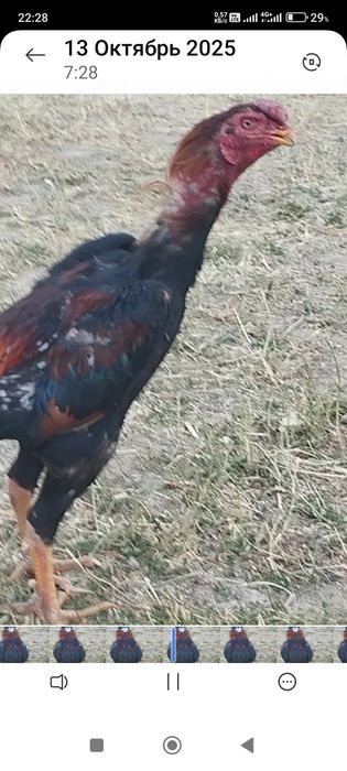 Сатлад срочнаа..