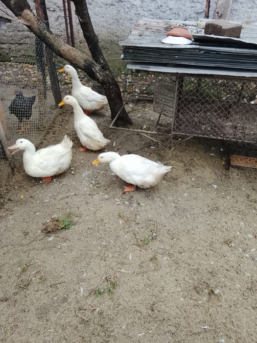 Curcani , rațe si gaini /cocosi pitici de vanzare !