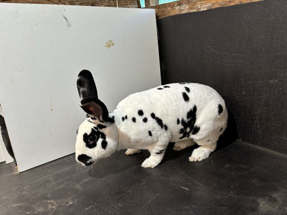 Masculi rex dalmatian